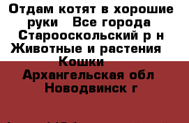 Отдам котят в хорошие руки - Все города, Старооскольский р-н Животные и растения » Кошки   . Архангельская обл.,Новодвинск г.